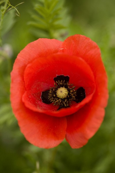 102304coquelicot3.JPG