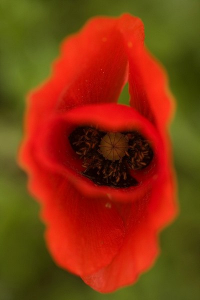 102304coquelicot1.JPG