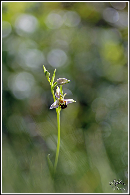 flore(1358)Ophrys_abeille(Ophrys_apifera).jpg