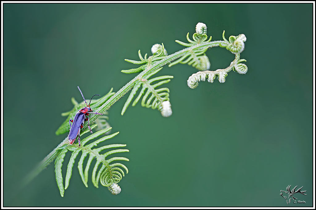 le_moine(cantharis_rustica)(1).jpg