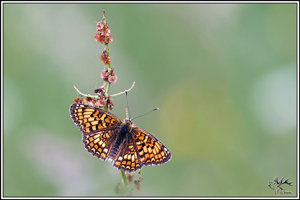 melitee_des_centaurees(Melitaea-phoebe)(25).jpg