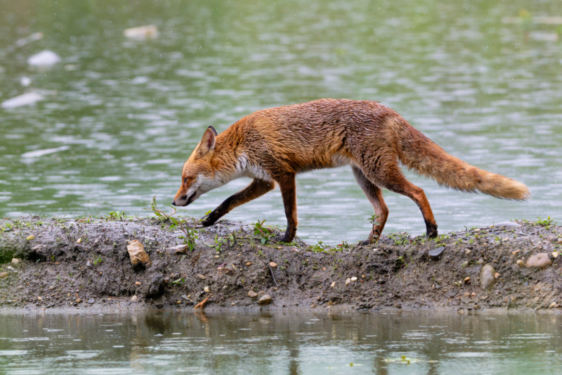 Renard-2026_5.jpg