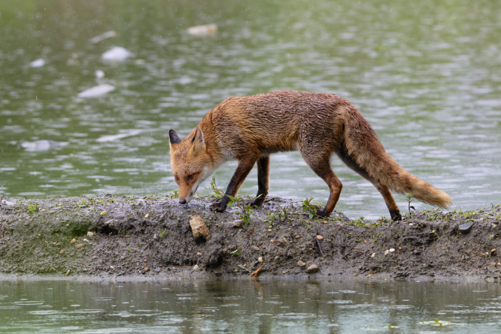Renard 2026_7.jpg