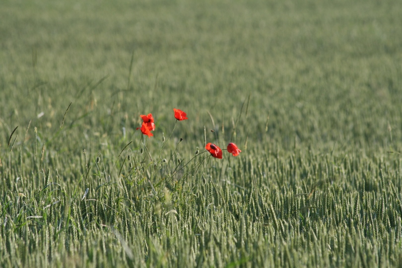image 1.JPG