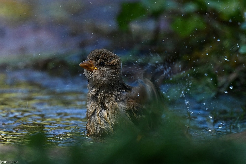 N9 moineau domestique juvenil.JPG