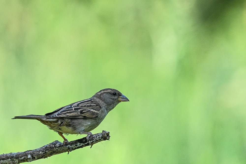 N4 moineau domestique femelle.JPG