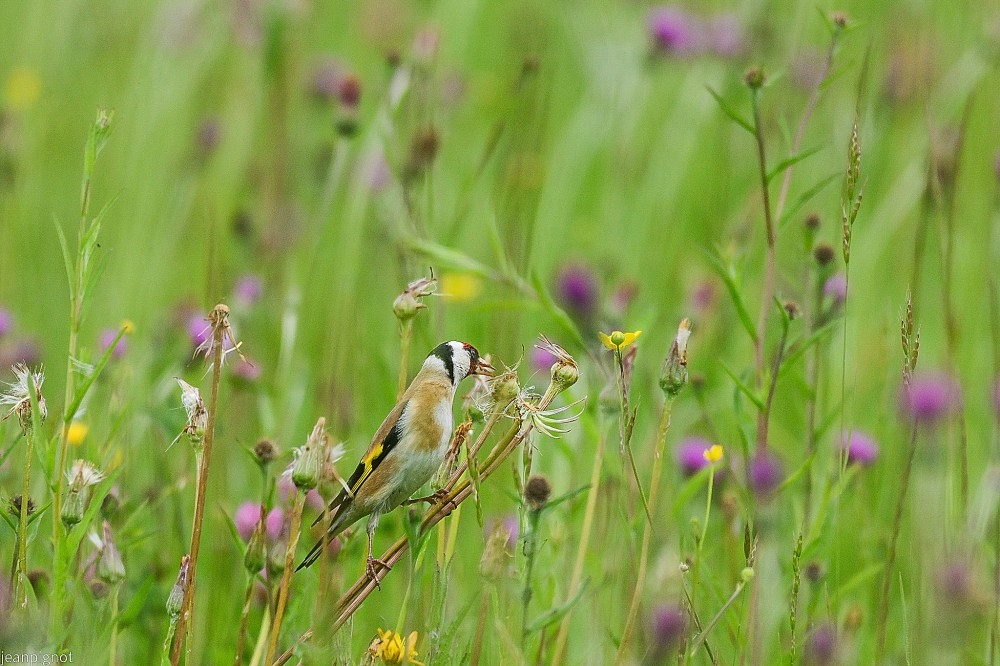 N3 chardonneret en pleine degustation de graines de pisenlit.JPG