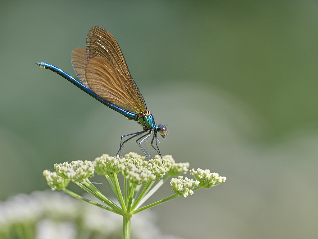 b 9446_1_02.jpg