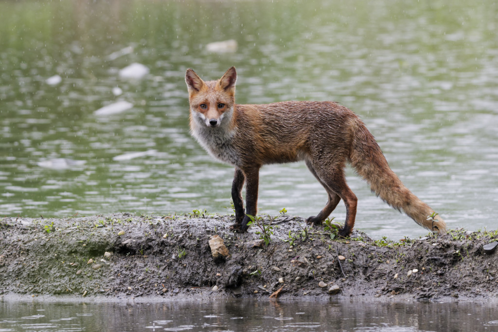 Renard 2026_13.jpg