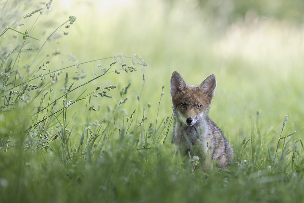 renard5.jpg
