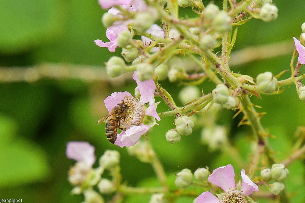 N6 abeille.JPG