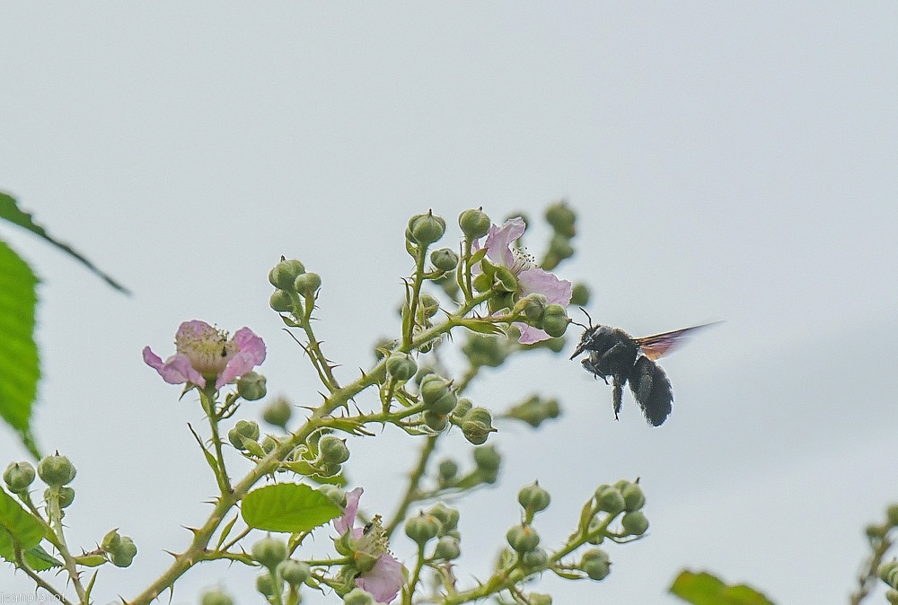 N3 xylocope violet en vol.JPG