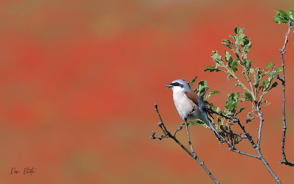 DSC_4142IN.jpg