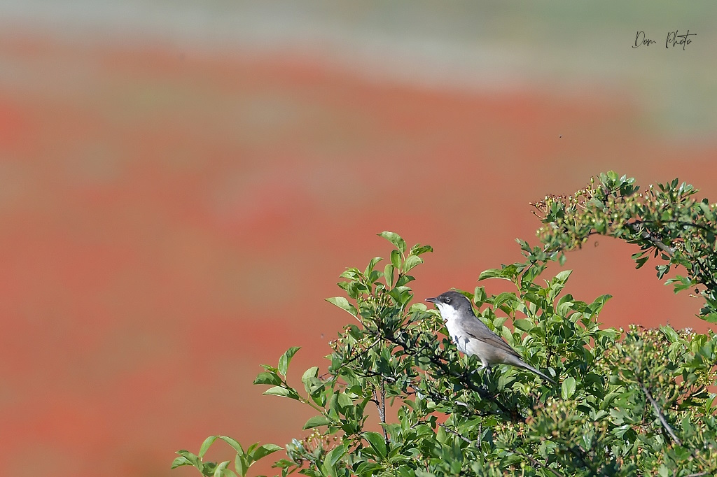 DSC_4146-001IN3.jpg