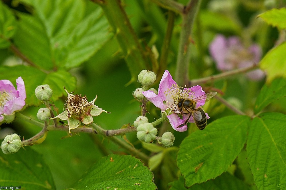 N6 abeille ouvriére.JPG