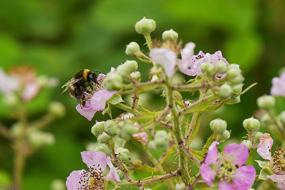 N5 bourdon des jardins.JPG