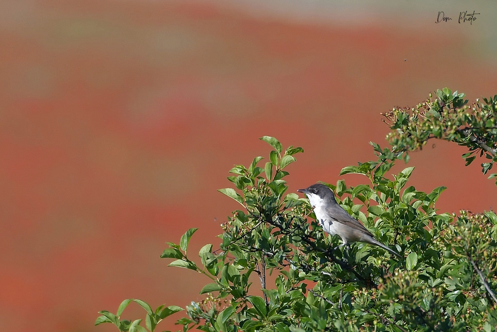 DSC_4146IN.jpg