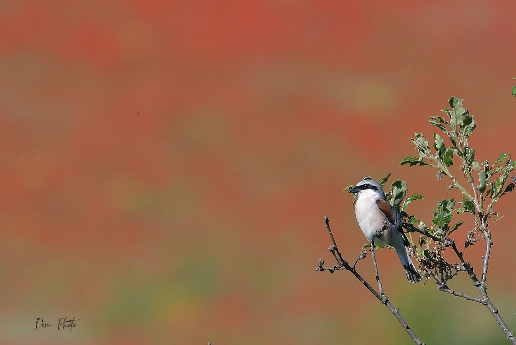 DSC_4138IN.jpg