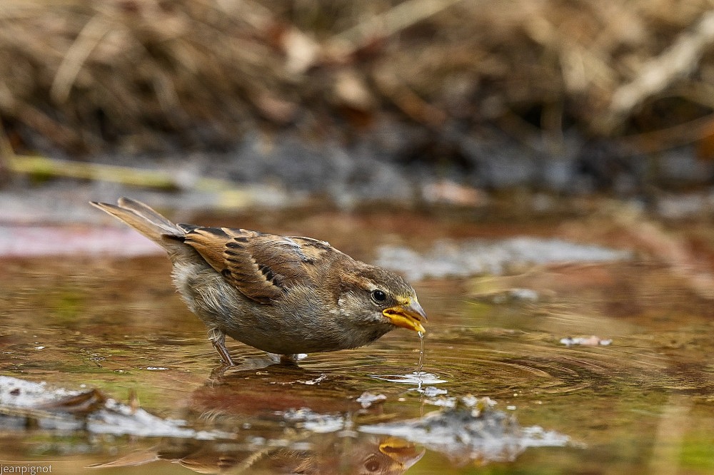 N3 jeune moineau qui boit_001N3 jeune moineau qui boit.JPG