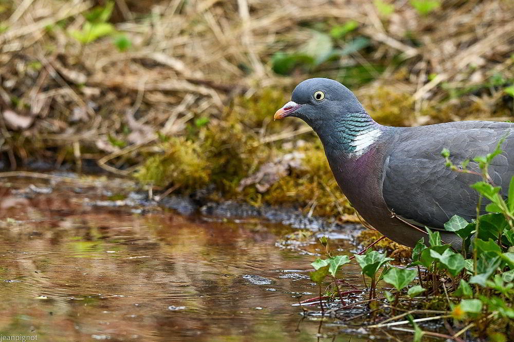 N1 pigeon ramier_001N1 pigeon ramier_01.JPG