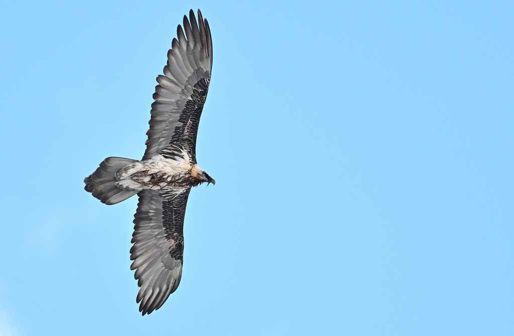 ZSC_8958.jpg
