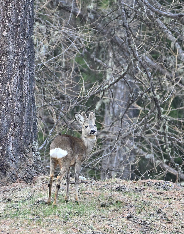 ZSC_9100.jpg