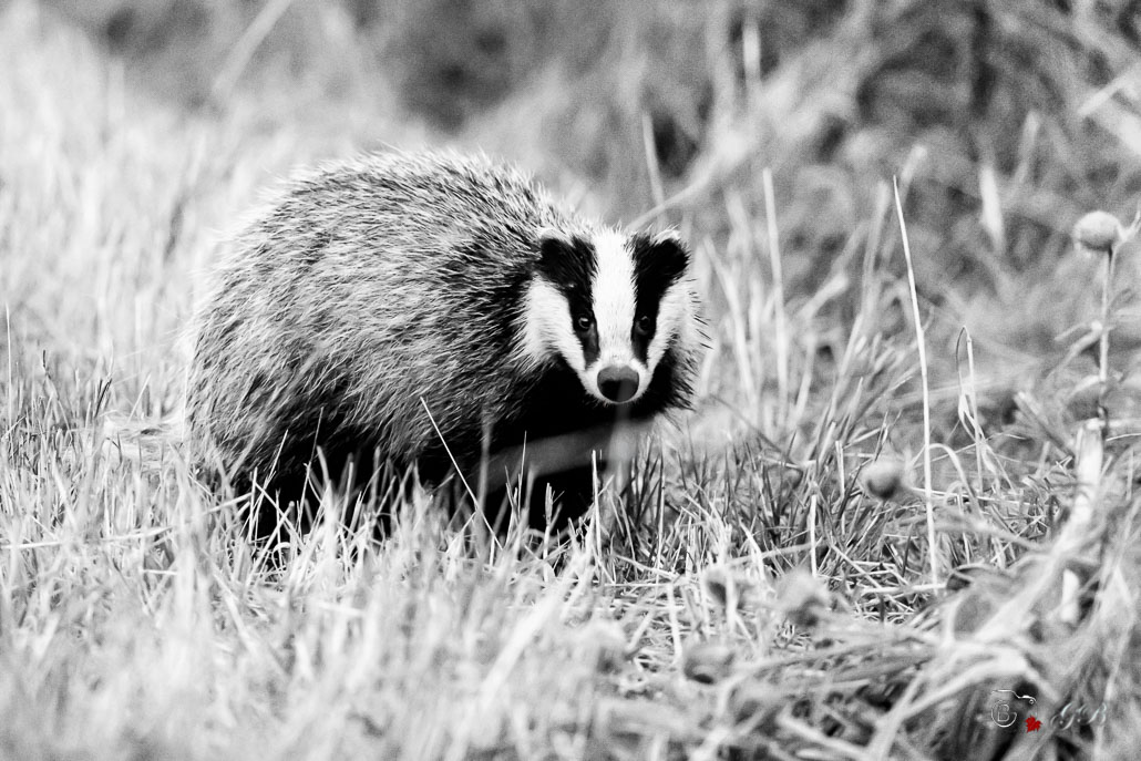 Blaireau Européen (Meles meles) Badger-1-Modifier.jpg