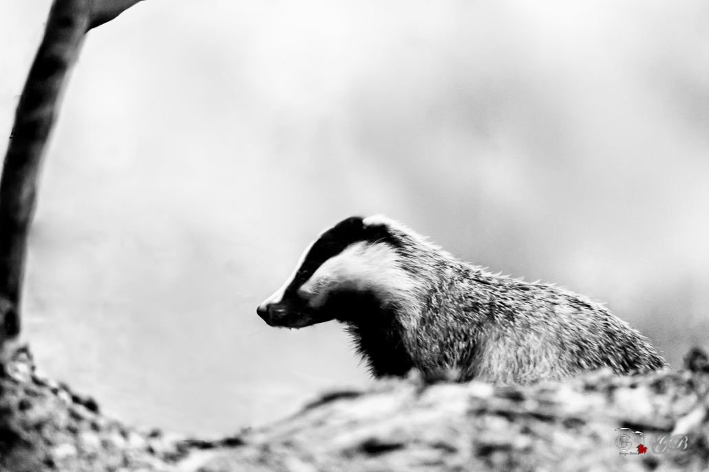 Blaireau Européen (Meles meles) Badger-2-Modifier.jpg