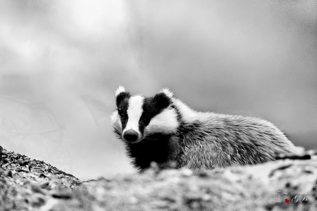 Blaireau Européen (Meles meles) Badger-3-Modifier-2.jpg