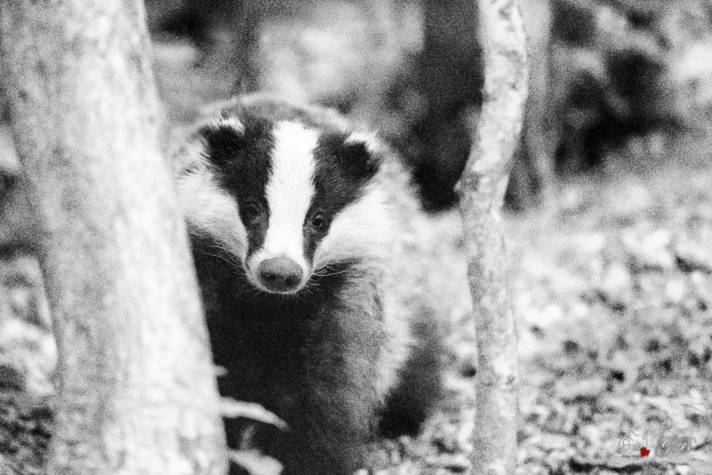 Blaireau Européen (Meles meles) Badger-4-Modifier.jpg