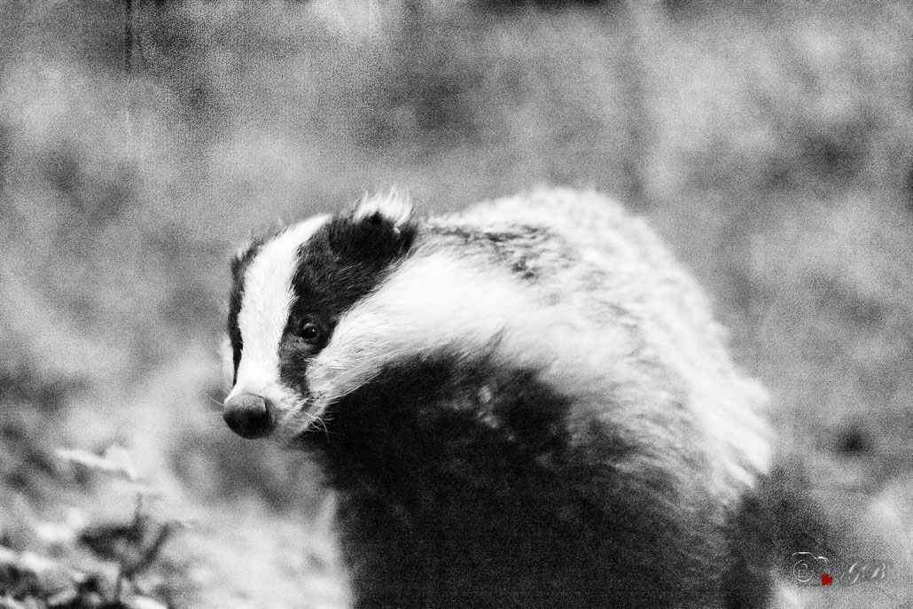 Blaireau Européen (Meles meles) Badger-5-Modifier.jpg