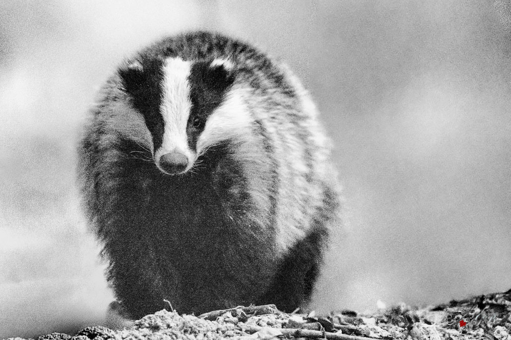 Blaireau Européen (Meles meles) Badger-6-Modifier.jpg