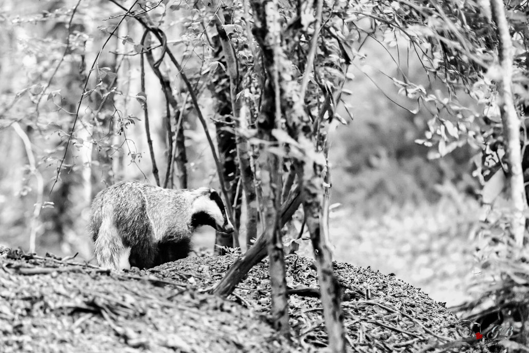 Blaireau Européen (Meles meles) Badger-7-Modifier.jpg