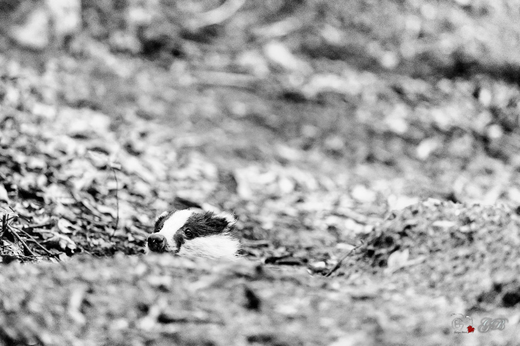 Blaireau Européen (Meles meles) Badger-11-Modifier.jpg