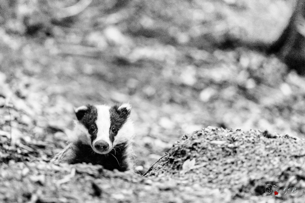 Blaireau Européen (Meles meles) Badger-13-Modifier.jpg