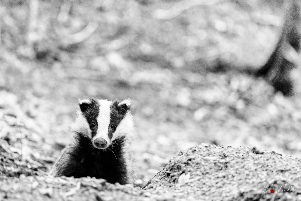 Blaireau Européen (Meles meles) Badger-14-Modifier.jpg