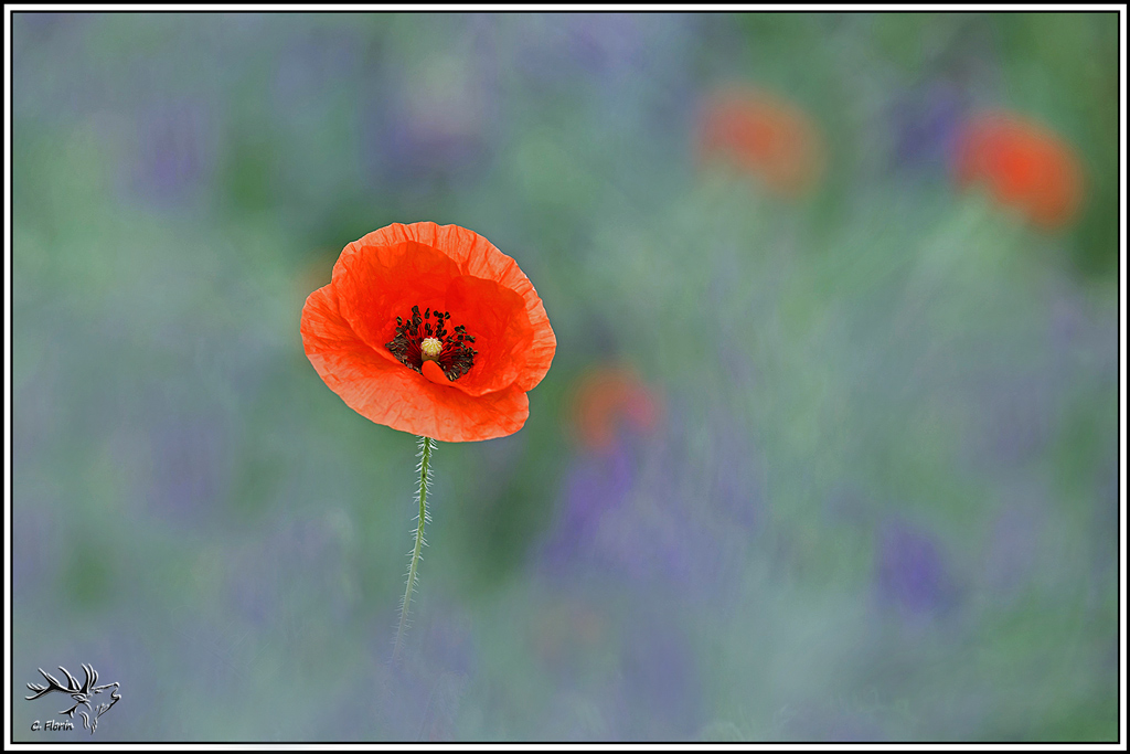 flore(1374)coquelicot(papaver_rhoeas).jpg
