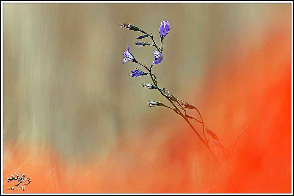 flore(1394)campanule_raiponce(campanula_rapunculus).jpg
