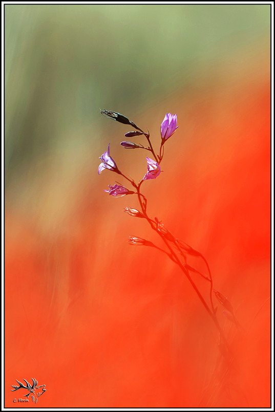 flore(1396)campanule_raiponce(campanula_rapunculus).jpg