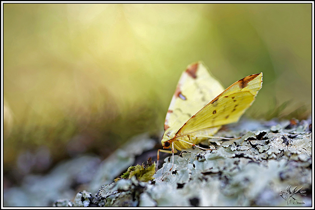 Citronnelle_rouillée(Opistograptis_luteolata)(49).jpg