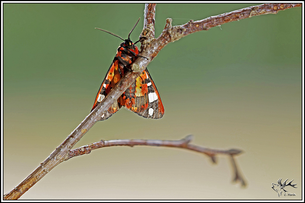 Ecaille_fermiere(Epicallia_villica)(40).jpg