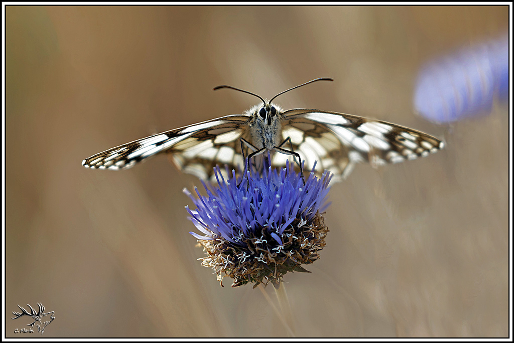 demi-deuil(melanargia_galathea)(6).jpg