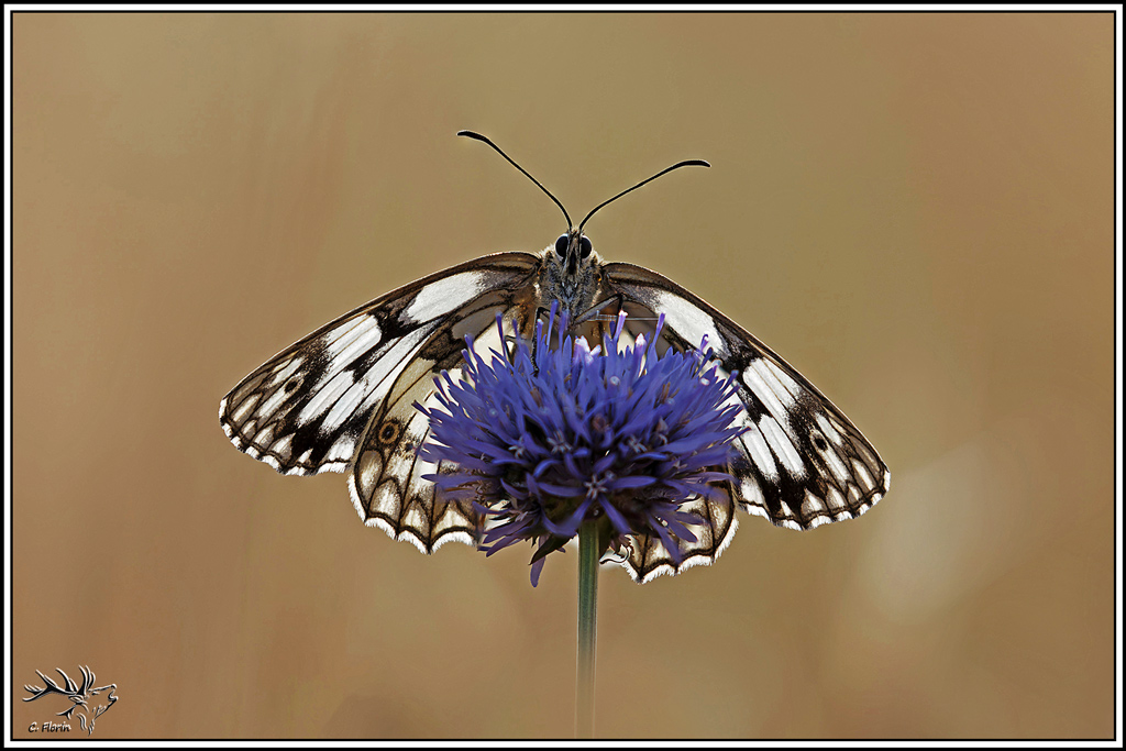 demi-deuil(melanargia_galathea)(8_18).jpg