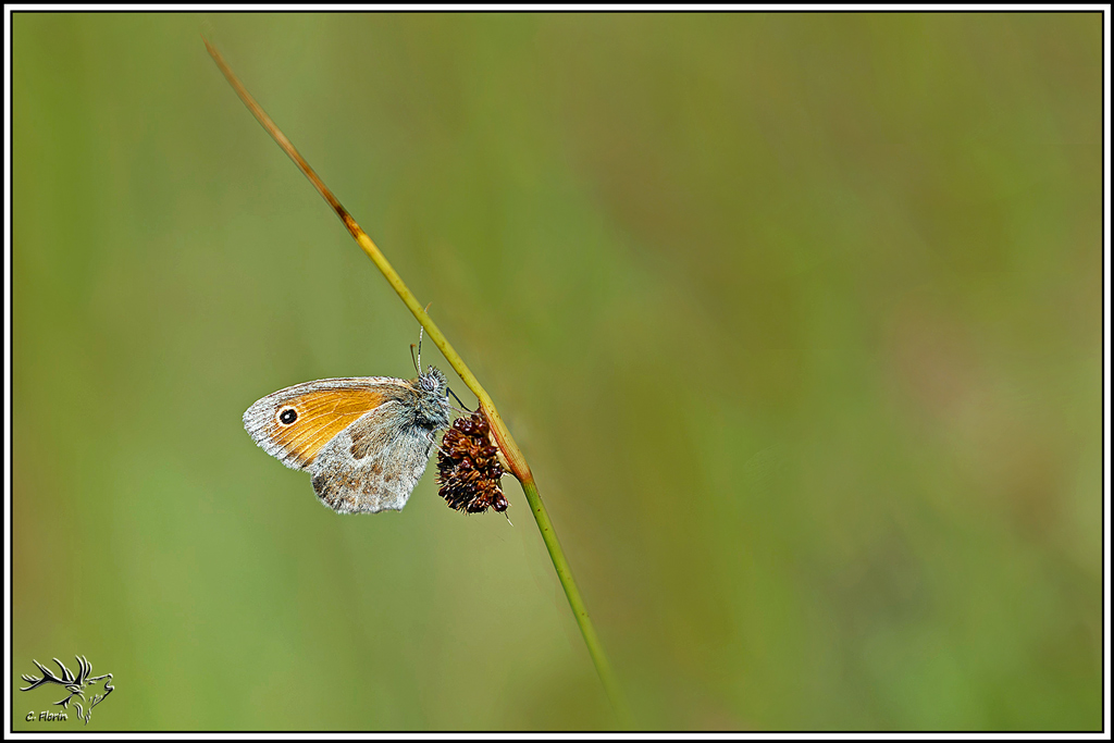 fadet_commun(coenonympha_pamphilus)(2).jpg