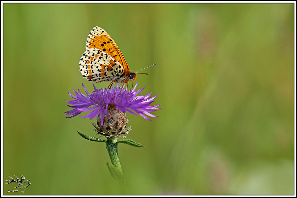 melitee_orangee(melitaea_didyma)(4).jpg