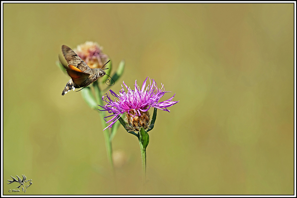 Moro_sphinx(Macroglossum-stellatarum)(28).jpg