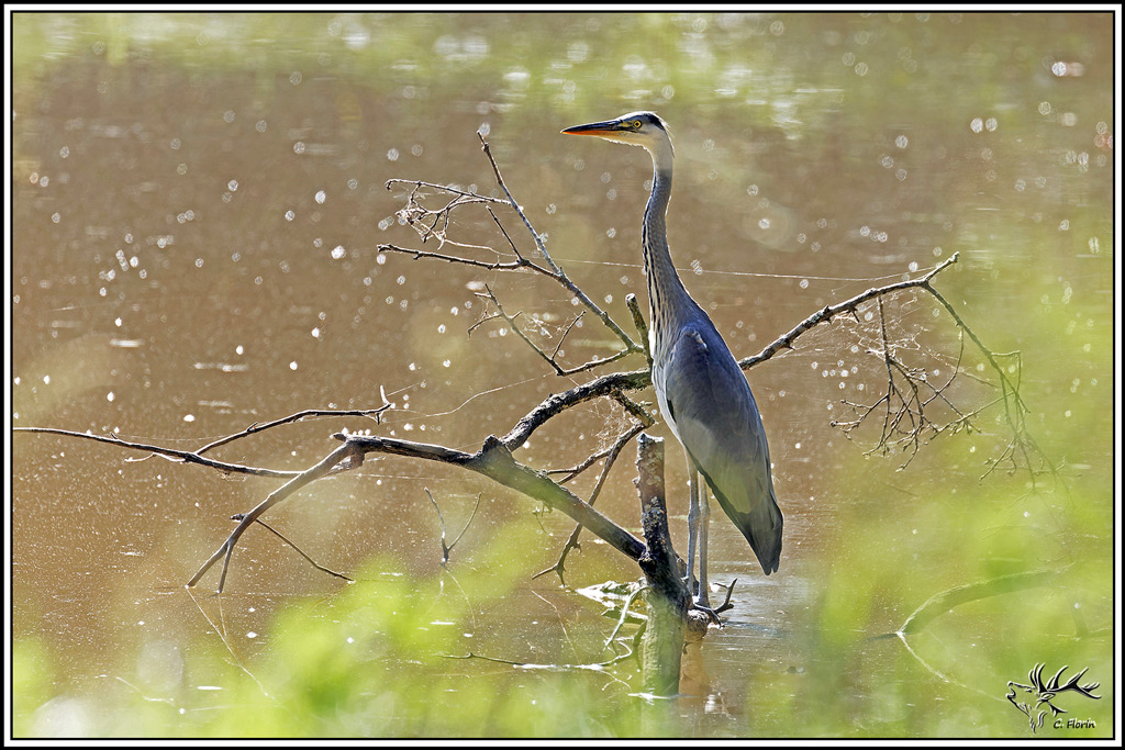 heron_cendre(1157).jpg