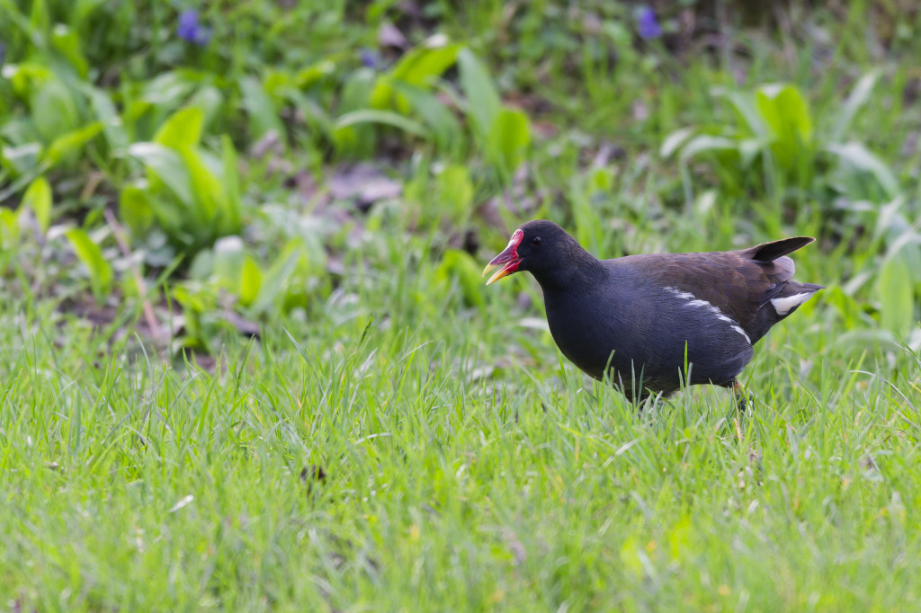 Gallinule 4.jpg