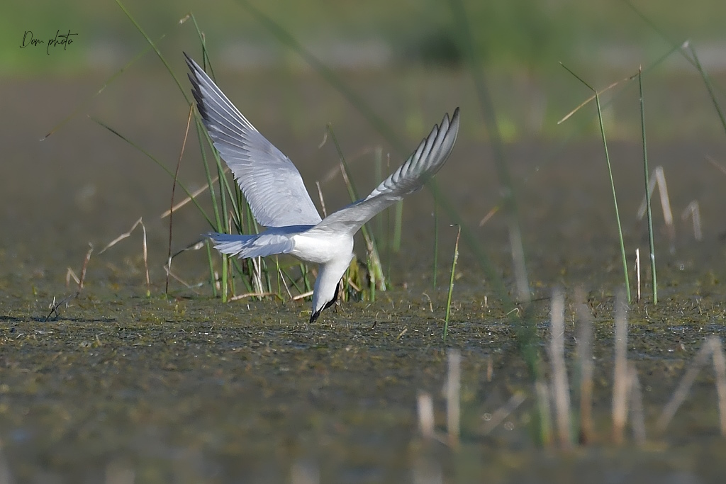 DSC_4325IN.jpg