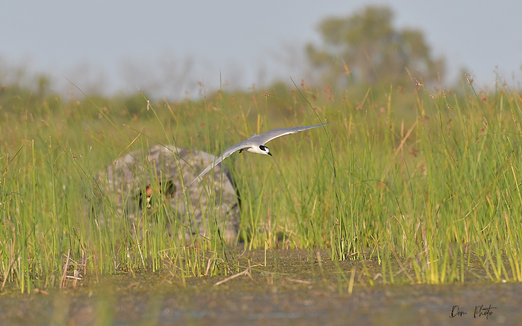 DSC_4442IN.jpg